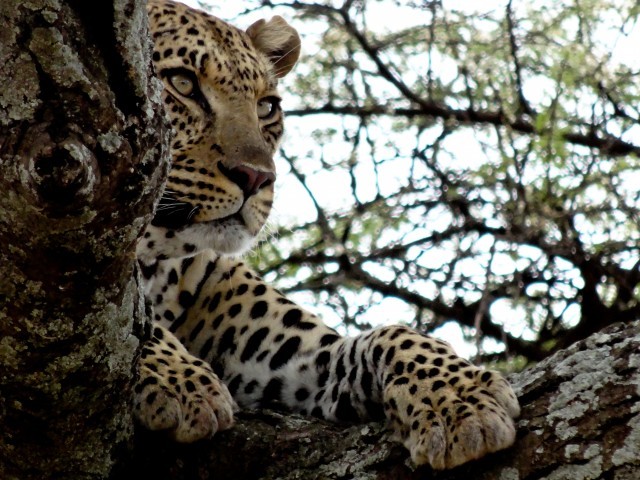beautiful leopard – Aussie on the Road
